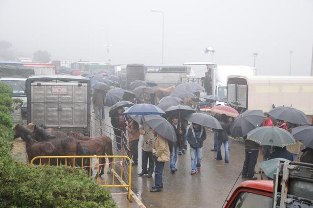 Feira Equestre