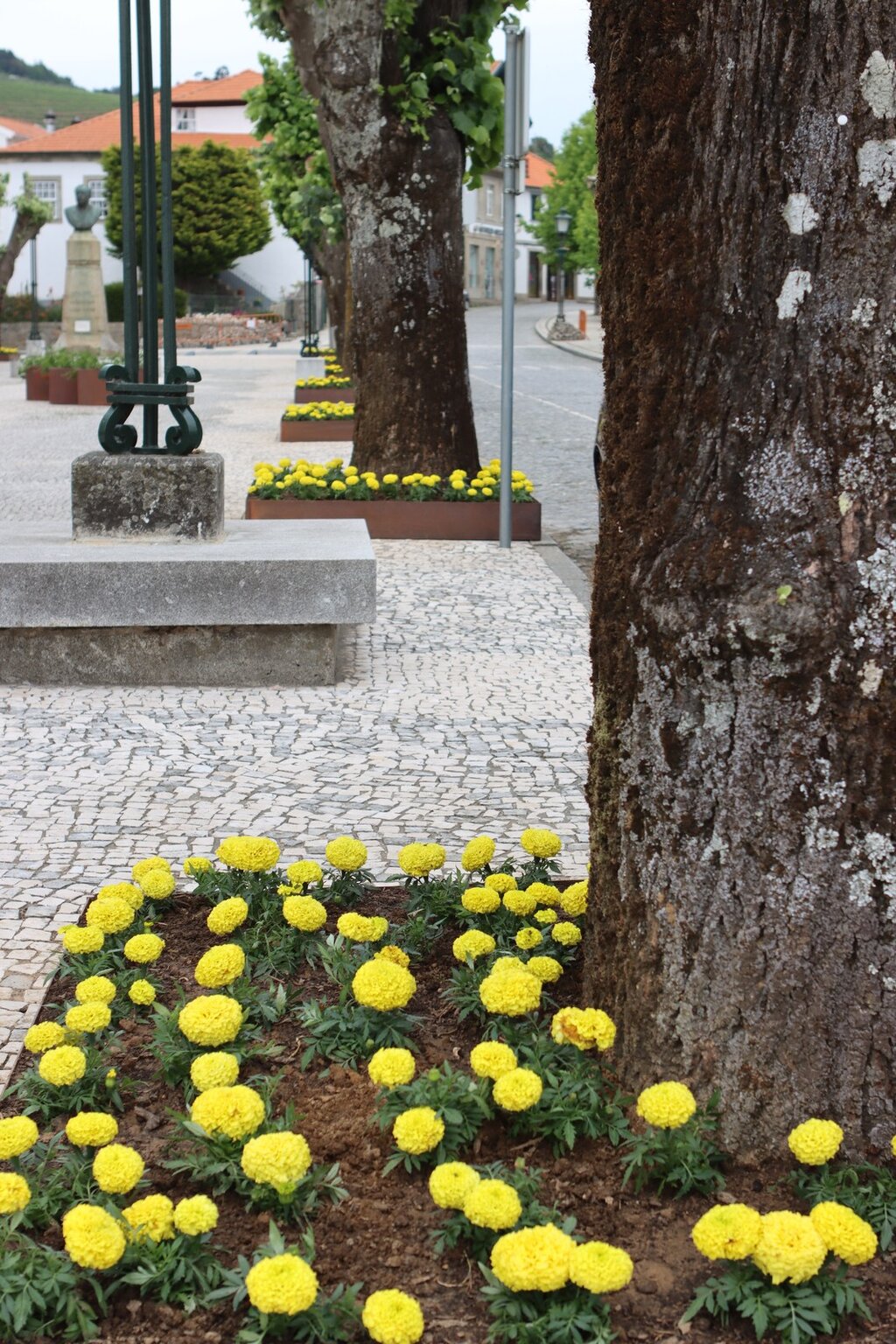 Avenida Conselheiro Alpoim está a ser embelezada