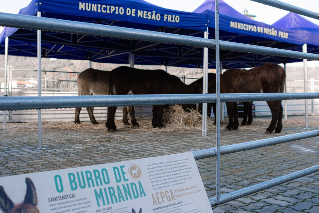 Feira do Burro com workshops para miúdos e graúdos