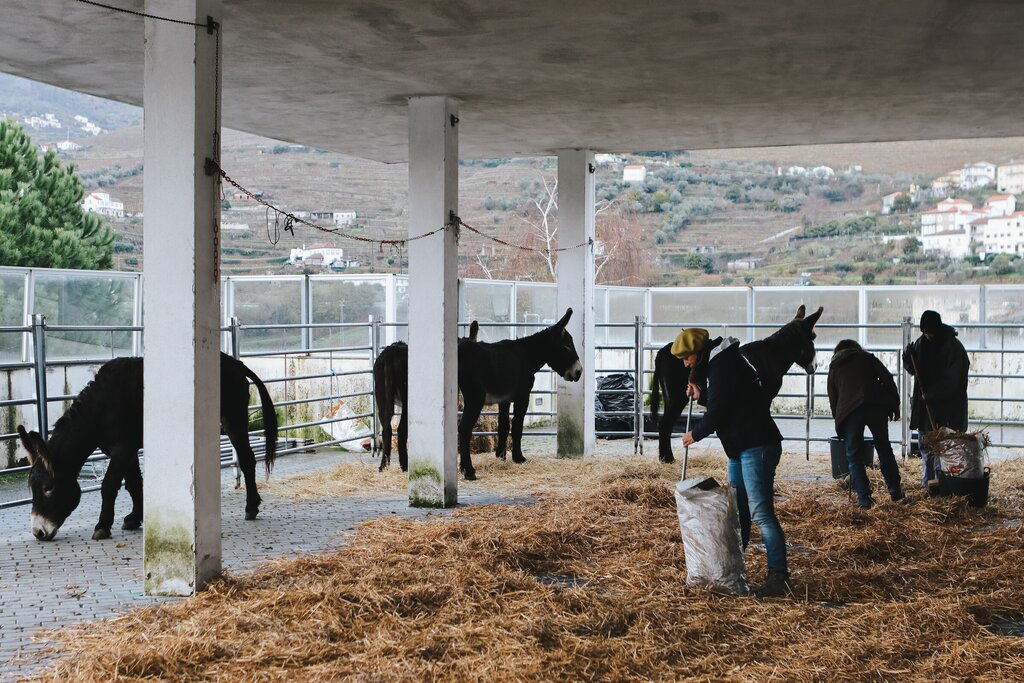 Feira dos Burros e Atividades Equestres dão arranque ao segundo dia de Santo André