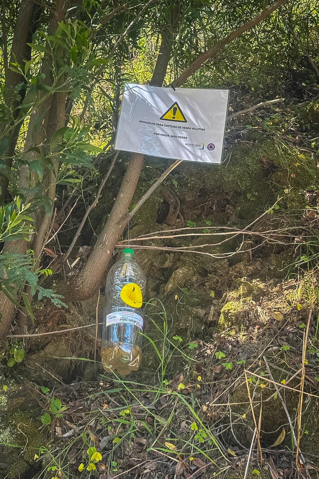 Autarquia reforça combate à Vespa Asiática com armadilhas