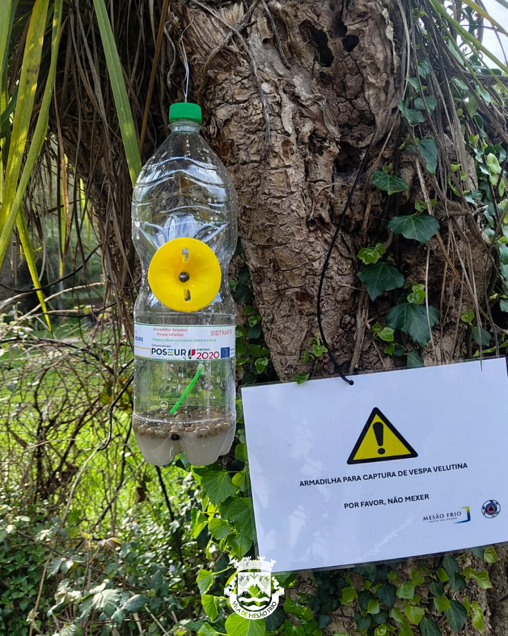 Autarquia Reforça Combate à Vespa Asiática