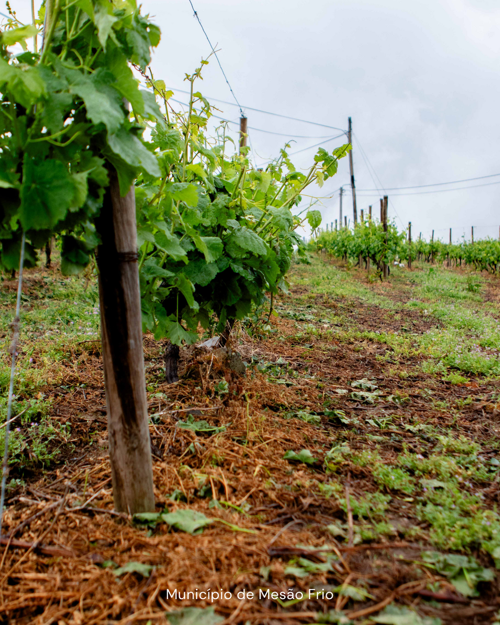 QUEDA DE GRANIZO EM MESÃO FRIO PROVOCA ESTRAGOS NA AGRICULTURA