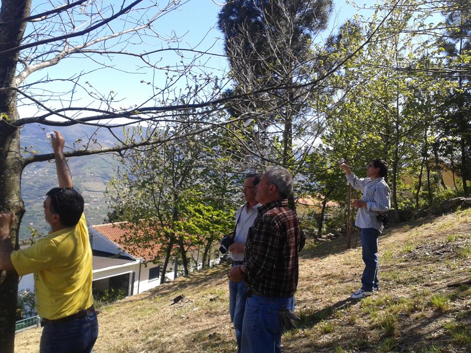 Autarquia toma medida para combater vespa das galhas do castanheiro