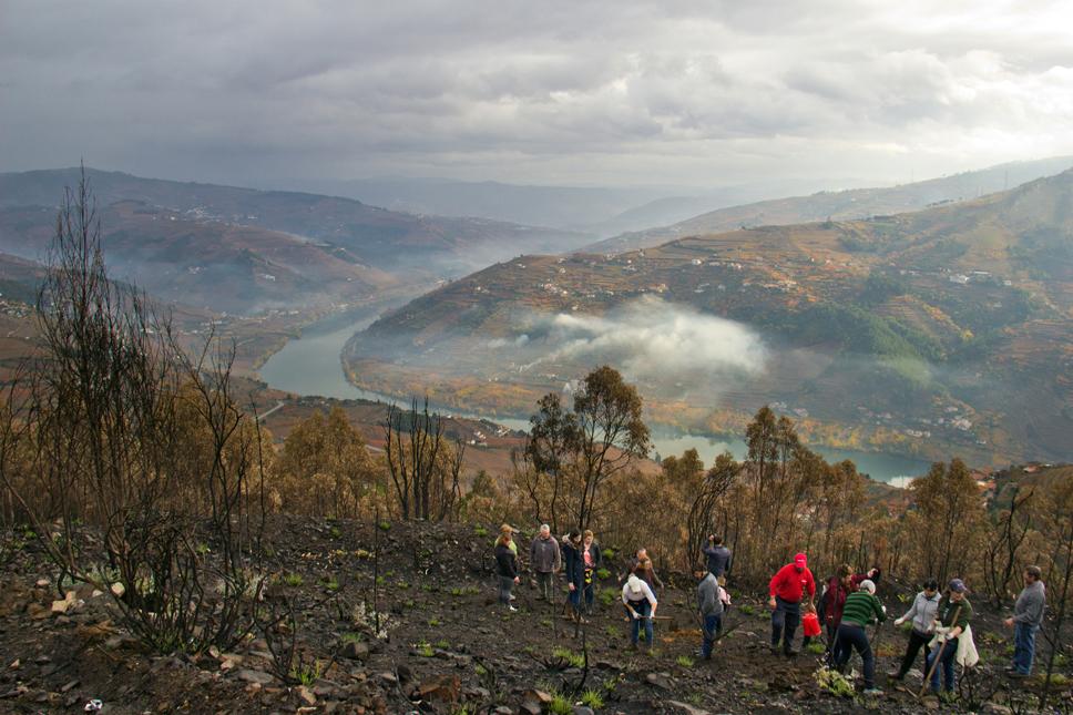 Ação de reflorestação no monte de São Silvestre